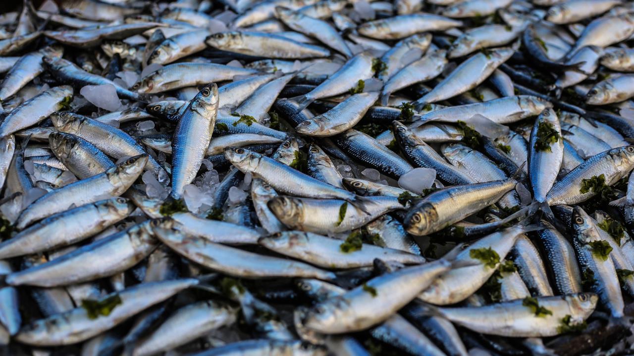 Ni merluza ni caballa: el tipo de pescado que debes consumir para cuidar el corazón y combatir el colesterol  